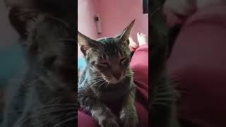 "Tickled whiskers, moon's soft gleam, mischief yields to tranquil dream. #SleepyKittyVibes #MustSee" screenshot 3