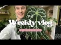 Weekly vlog 16 des arrivages plantes de folie 