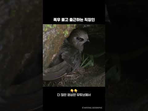 폭우 뚫고 출근하는 직장인