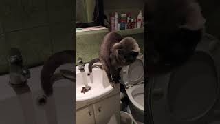 Kitten pooped in the sink! 😱🤣