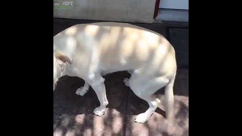 Guilty Dog Gets Caught Getting In The Trash