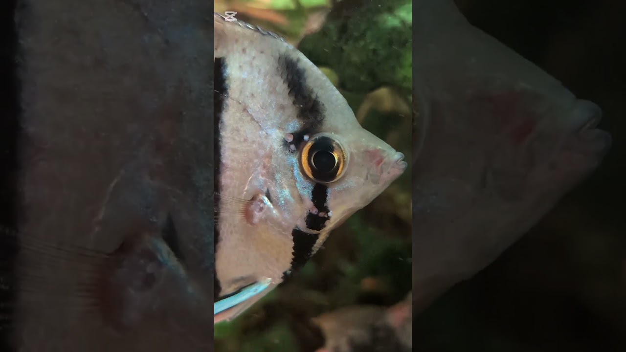 Zieke vissen? Voeding helpt! https://www.nickeyaquaria.nl/