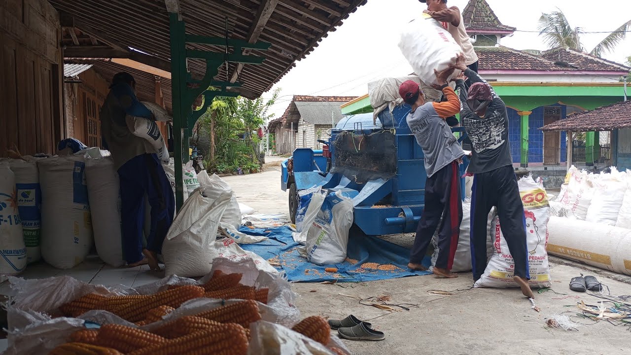 Caer caer....!!! Proses penggilingan jagung hasil panen