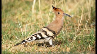 تعرف على طائر الهدهد - Eurasian hoopoe