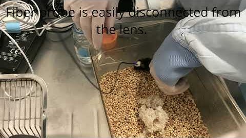 Neurescence Quartet® - Easy connection and disconnection of  probes during calcium imaging