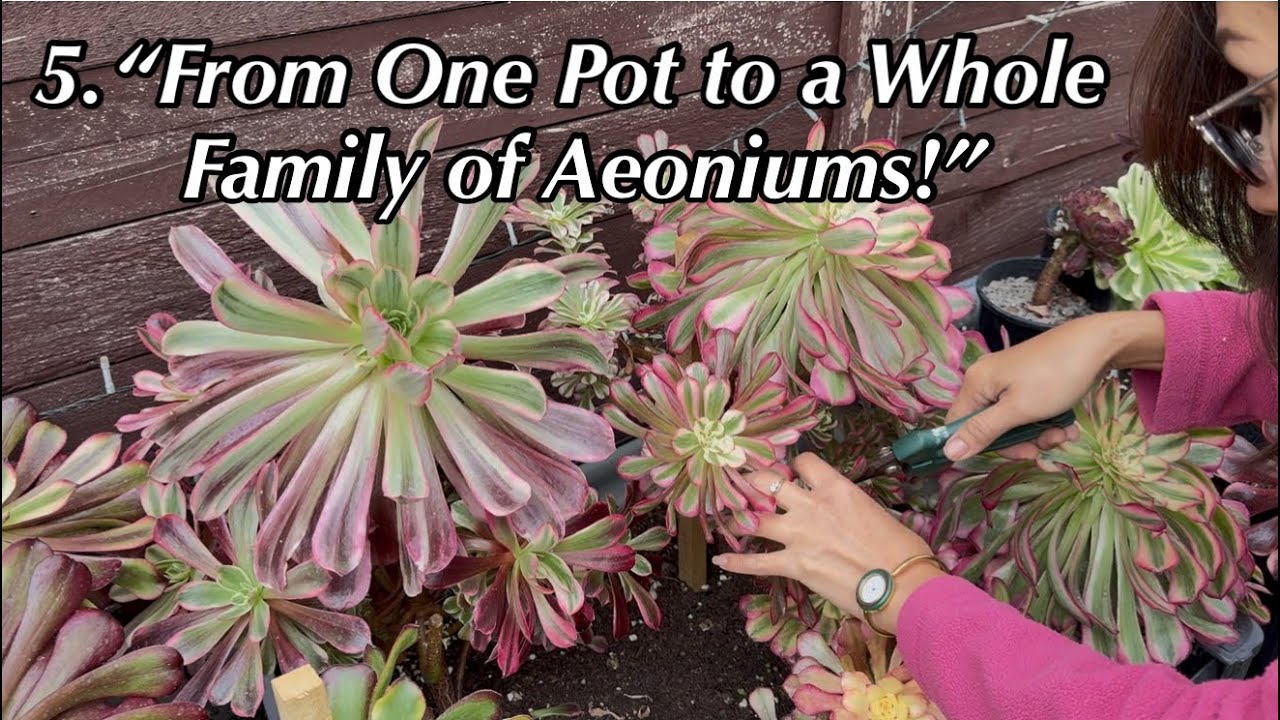 Aeonium Propagation/Chapter Two