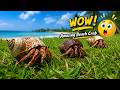 Hermit Crabs Walking on Grass 🐚🌿 Amazing Beach Crab Life | Smart Hermit Crab Adventure #viral #beach