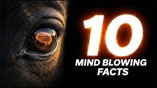 10 Horse Facts That Will Ruin Your Brain (In The Best Way)