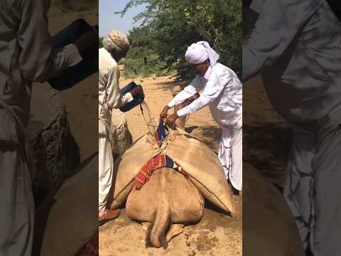 ٱل ه ن د وس و ٱل م س ل م ون إ خ و ان ي م ل ؤ ون ٱل م اء ع ل ى ٱل ج م ل م ع ا