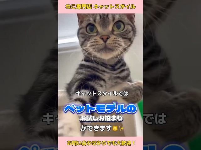 キャットスタイルの【ペットモデルお試しお泊まり】について#cat #catbreed #かわいい子猫 ##猫のいる暮らし #ねこ #ペットショップ #キャット