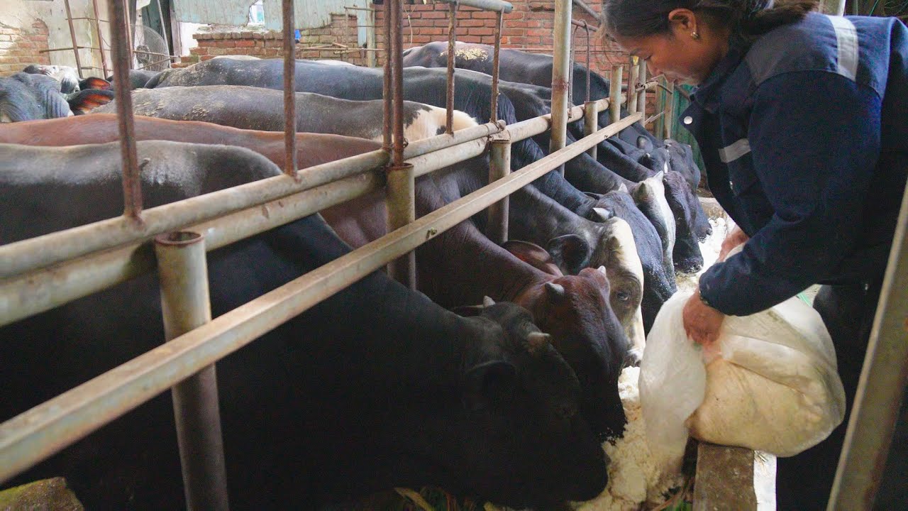 Bí Quyết Vỗ Béo Bò 3B Hiệu Quả – Tối Ưu Thức Ăn, Tăng Trọng Nhanh