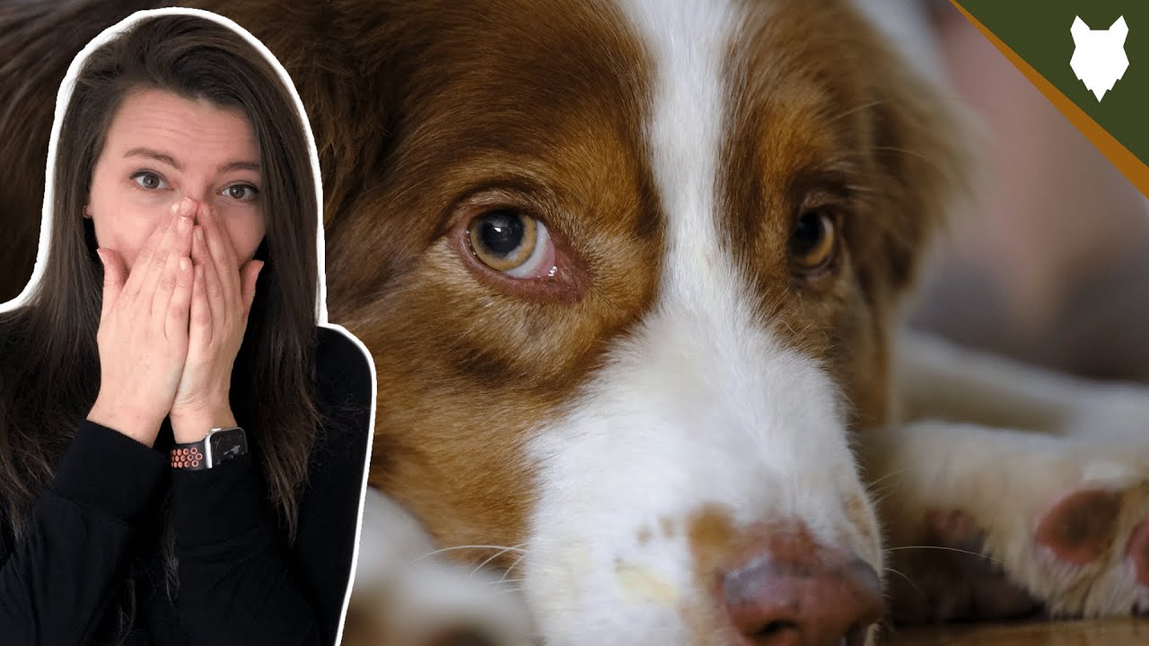 DO AUSTRALIAN SHEPHERD GET SEPERATION ANXIETY YouTube