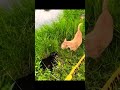 猫喧嘩🐈パート2