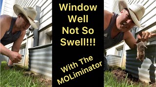 WINDOW WELL NOT SO SWELL!!! Barehanded Mole Catching with the MOLiminator