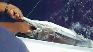 Marlin fishing off the East Cape, Baja, Mexico