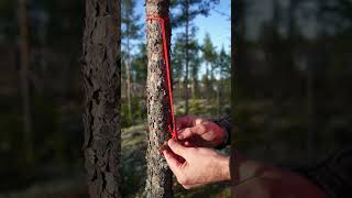 Hanging a backpack on a tree   #bushcraft  #travel #backpacking