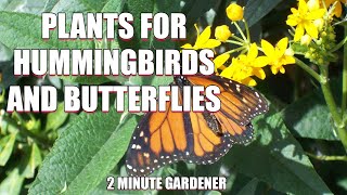 30 Great Plants for Butterfly and Hummingbird Gardens