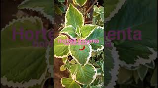 benefícios do hortelã pimenta #plantas #flores