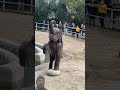 #elephant #funny #animals #babyanimal #babyelephant #babymammal