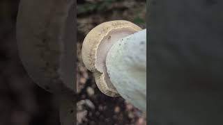 Bitter bolete mushroom. YUCK!