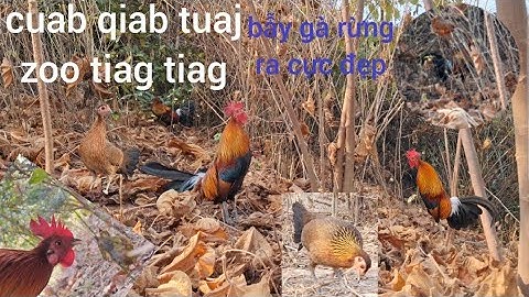 cuab qaib qus tuaj zoo tiag tiag. bẫy gà rừng ra cực hay