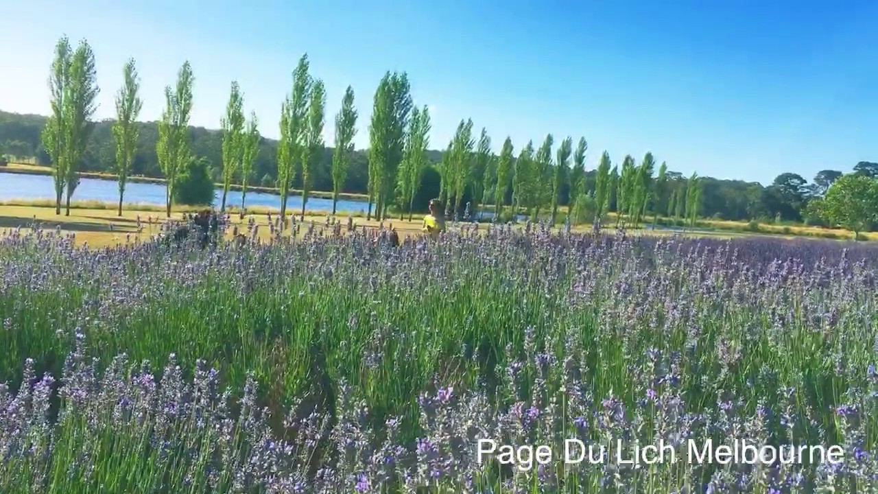 Daylesford Lavender Farm YouTube