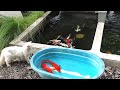 Update Stock Butterfly koi 11 April 2026