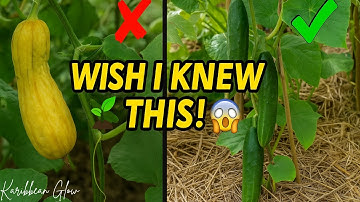 Top Cucumber Growing Mistakes to Avoid – Must-Know Tips!