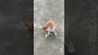 #cat #kitten #cute #poor #sad #angel #sweet #endfield #pets #life #indonesia #invincible #love #cool