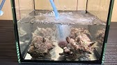 飼育してるタコに生きたサザエあげてみたけど アクアリウム Youtube
