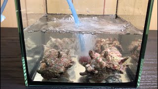 スーパーで売られていたサザエに海水と酸素を与えてみた