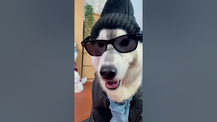 Il mio CANE SCEGLIE il suo OUTFIT🫢🐶👕 #dog #cane #dogs #cani #outfit #outfitideas