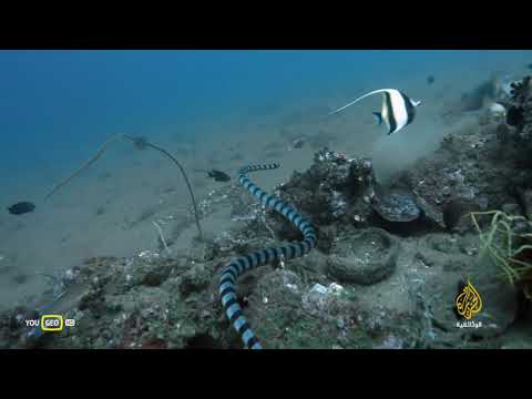 وثائقي عجائب بحر باتانغاس عالم البحار 