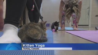 It's Yoga, With Kittens