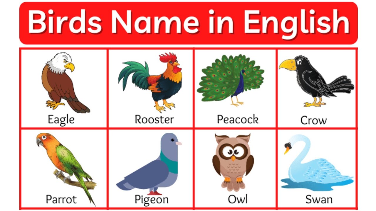 Birds Names | Learn Birds Names in English | Birds Names Vocabulary ...