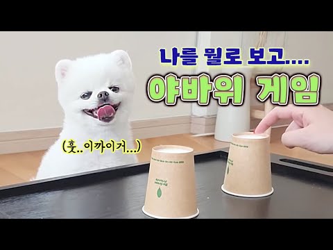 성질 급한 강아지에게 야바위 게임이란...