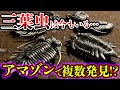 【ゆっくり解説】三葉虫は今も生きている!? 目撃証拠がヤバすぎる…!!!【古代生物UMA】