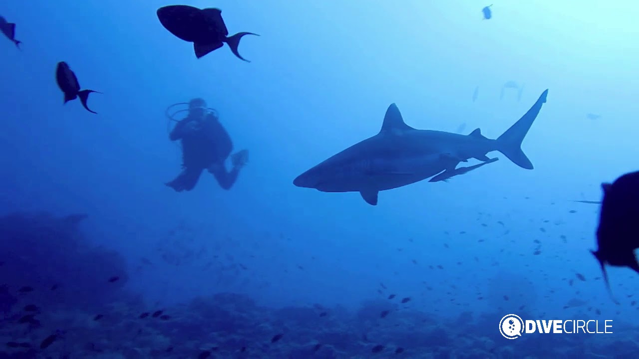 Viaggio sub in Sudan