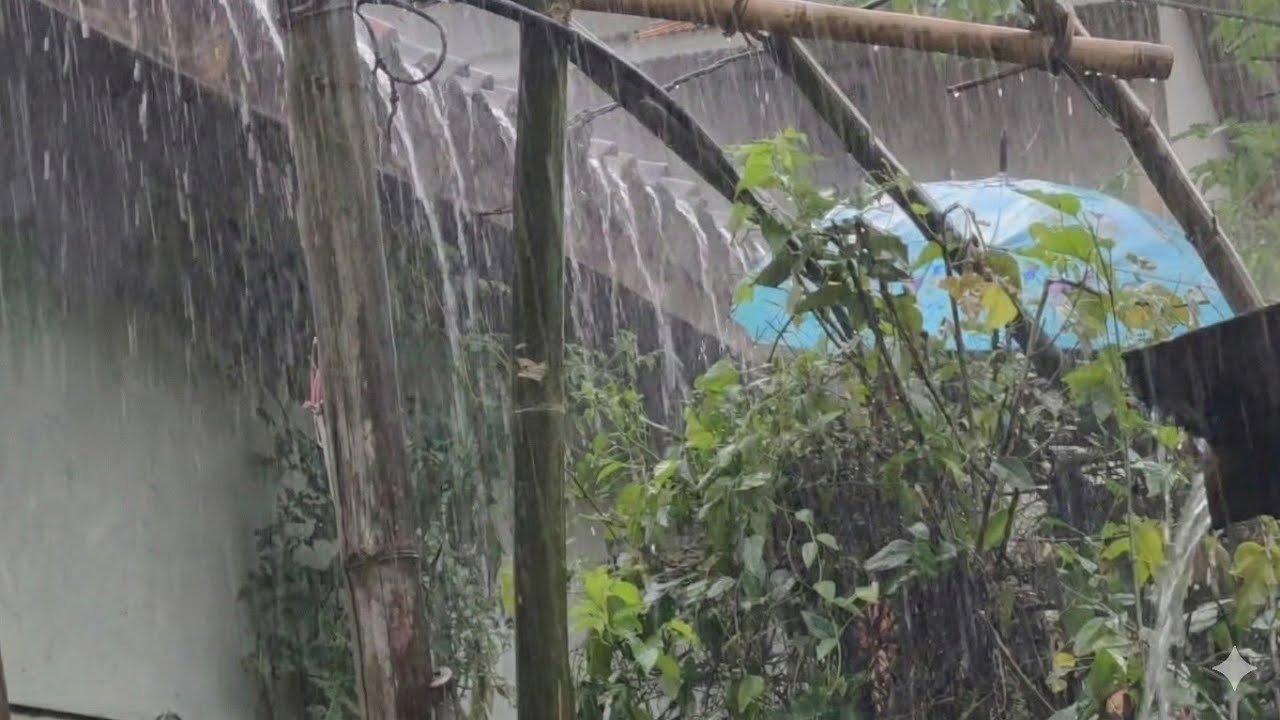 "Just a Rain Video" Can Cure Insomnia Naturally | Natural Rain for Relaxation