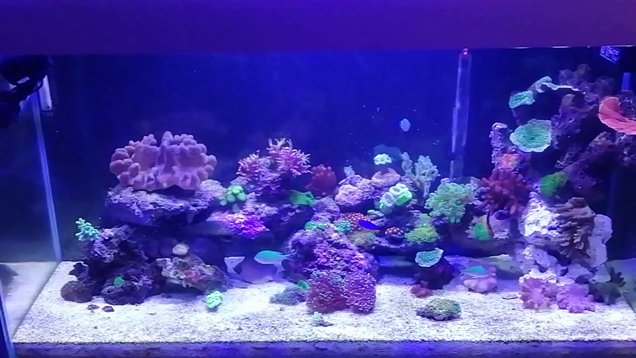 Acquario marino dopo 4 mesi 👍 dsb ct - YouTube