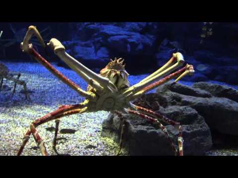 Japanese Spider Crabs at Osaka Kaiyukan Aquarium 大阪海遊館　タカアシガニ