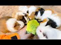 モルモットによって壊滅していくロマネスコ Guinea pig eats Romanesco