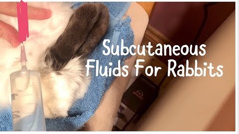 Injecting Subcutaneous Fluids In Rabbits