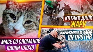 Вычесываем Хасика, он ПРОТИВ. Обработки в котизале. Вакцинирование.Коты показали себя во всей красе