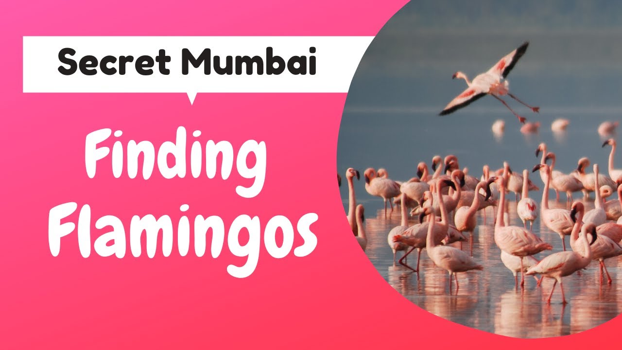 Secret Mumbai: Finding Flamingos in Sewri & Airoli