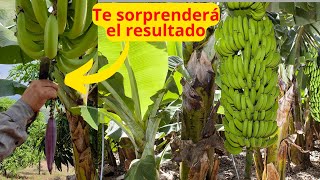 Si cortas la Bellota o Flor de Plátano Pasara esto, después de saberlo siempre lo harás