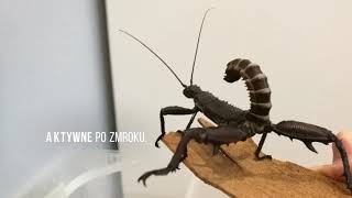 Straszyk Nowogwinejski.  Eurycantha Calcarata