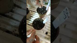 21 and over please!!! ILGM Skywalker OG Beans planted!