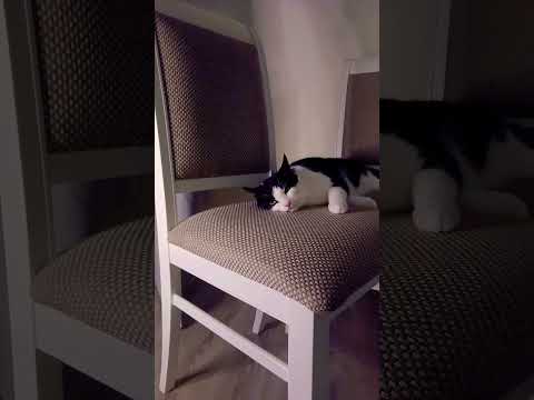 #cat #cute #kitten #catvideos #catfunny #funnycats #relatable #funny #memes
