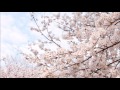 遥か / 池田綾子 (Ayako Ikeda)